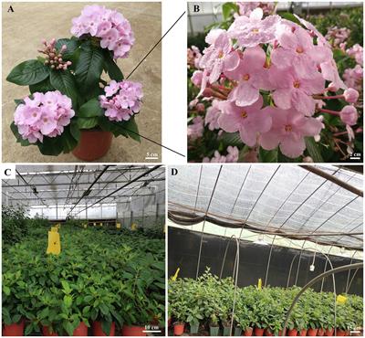 Morphological, Physiological, and Molecular Responses of Sweetly Fragrant Luculia gratissima During the Floral Transition Stage Induced by Short-Day Photoperiod